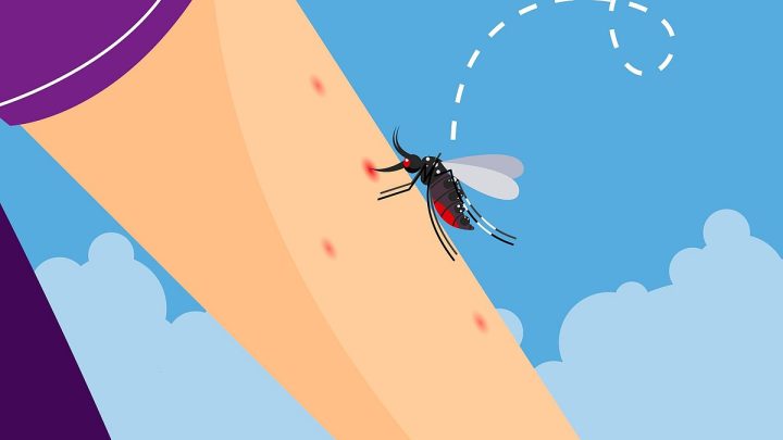 Mosquito masterpieces