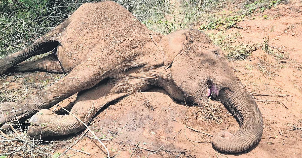 Drought did not kill three jumbos in TN, say MTR officials