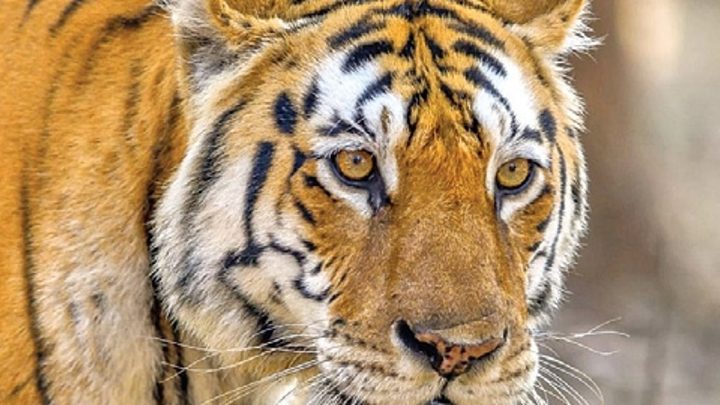 Telangana: Two big cats from Maharashtra cross rivers to enter Adilabad forests