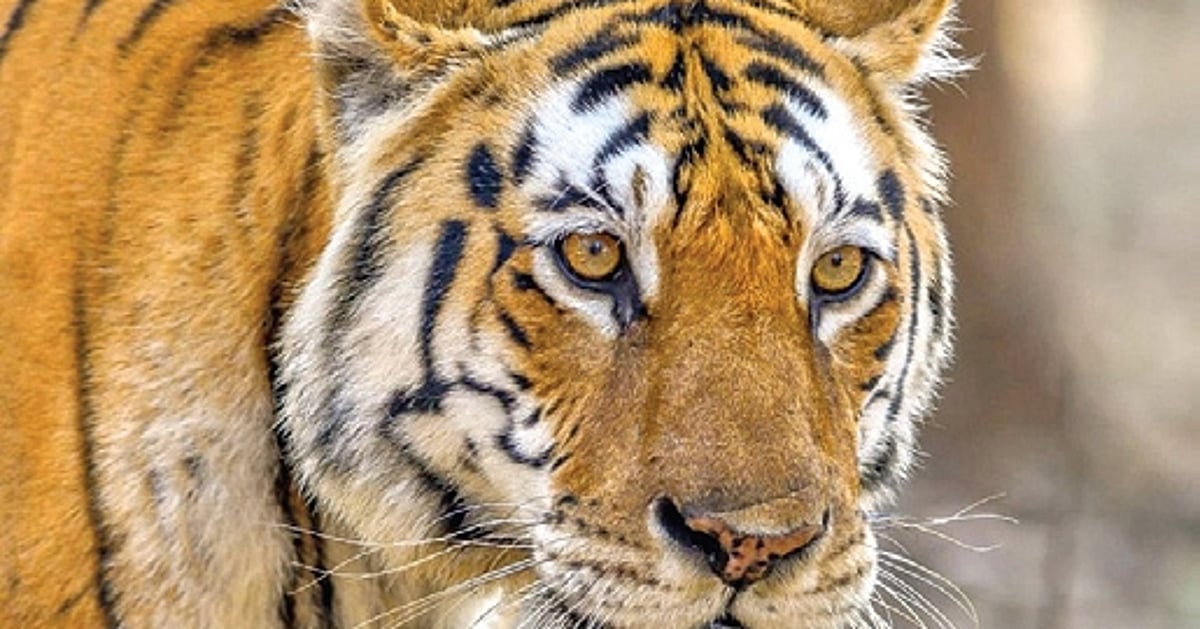 Telangana: Two big cats from Maharashtra cross rivers to enter Adilabad forests