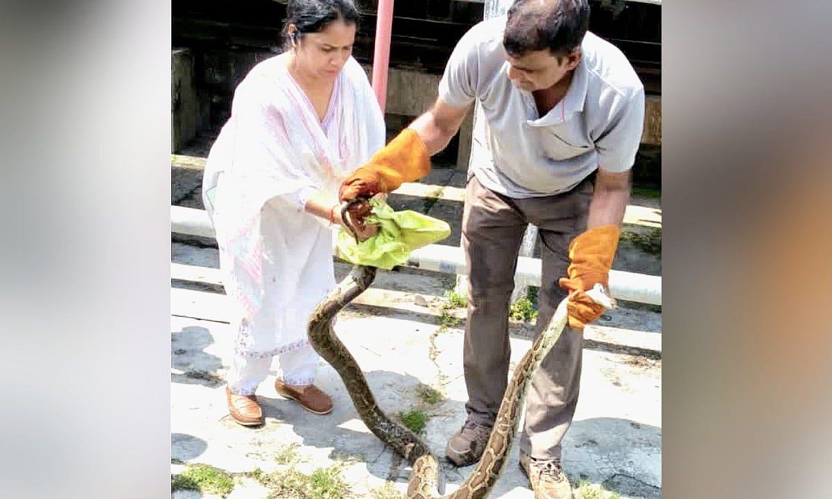10-foot python tries to board Vande Bharat at Haridwar station, rescued before departure