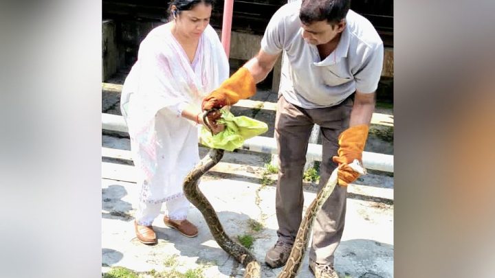 10-foot python tries to board Vande Bharat at Haridwar station, rescued before departure