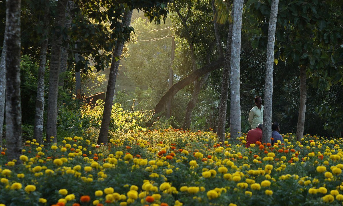 Pallichal blooms into an Onam flower hub