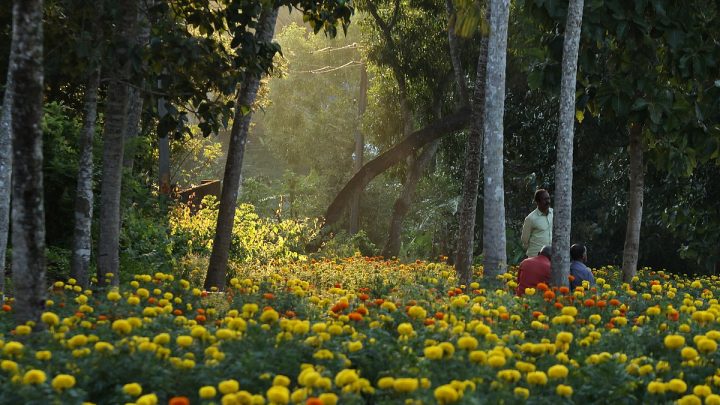 Pallichal blooms into an Onam flower hub
