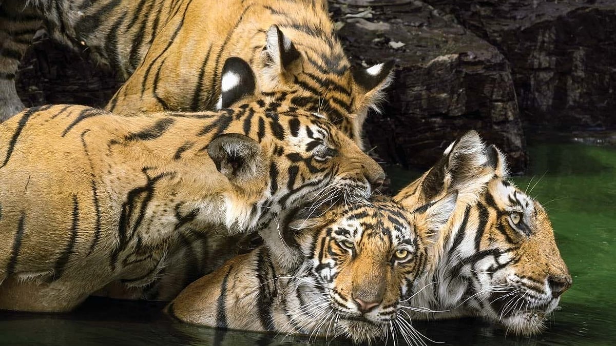 Odisha sets up panel to probe village relocation process in Satkosia Tiger Reserve