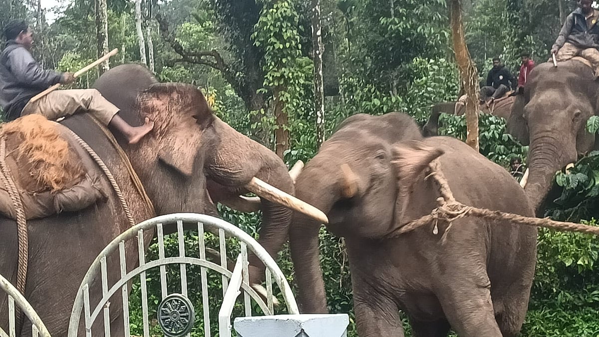 Wild tusker that killed seven captured, to be shifted to Dubare Elephant Camp