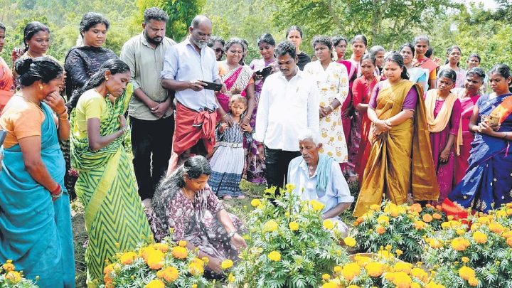 Onam flower cultivation sees rise in Kerala despite initial rain damage