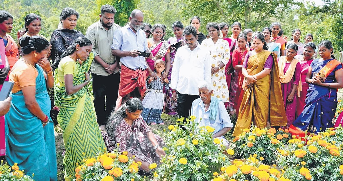 Onam flower cultivation sees rise in Kerala despite initial rain damage