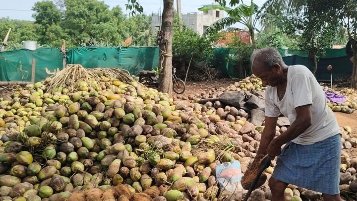 Eluru sees shift in farming pattern as farmers move from sugarcane to coconut