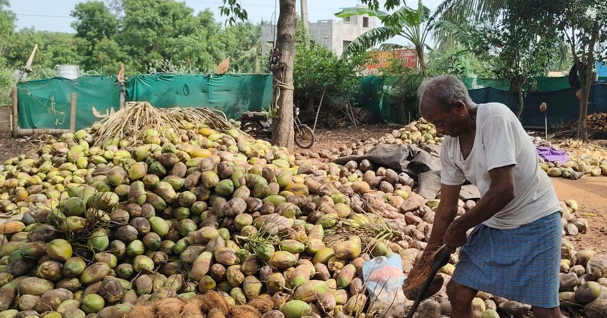Eluru sees shift in farming pattern as farmers move from sugarcane to coconut