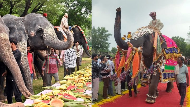 Jaipur Diary | Elephant steals the show with Rs 62L royal jewellery