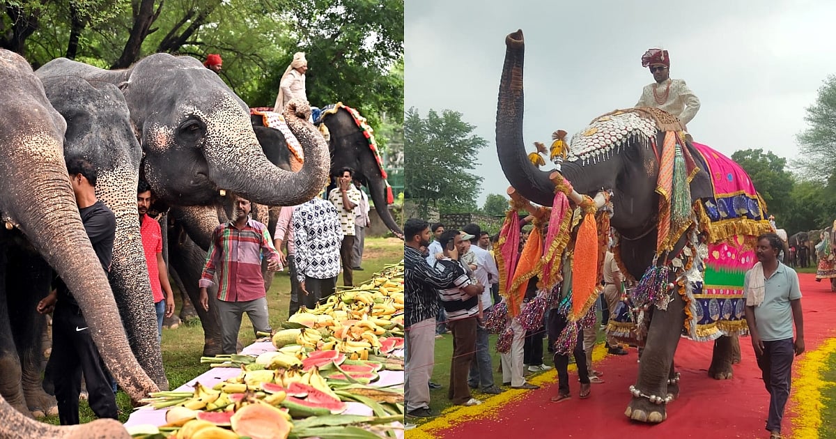 Jaipur Diary | Elephant steals the show with Rs 62L royal jewellery