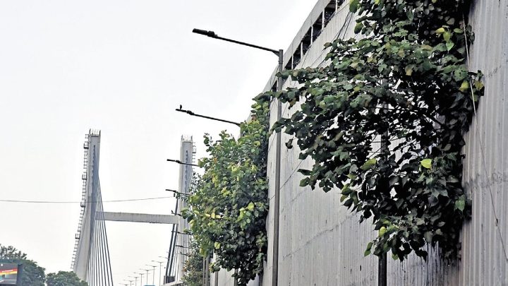 Root of the problem: It is trees on KR Puram bridge