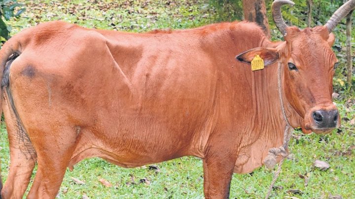 Big win! ‘Periyar Kullan’ gets national recognition as Kerala’s second indigenous cattle breed