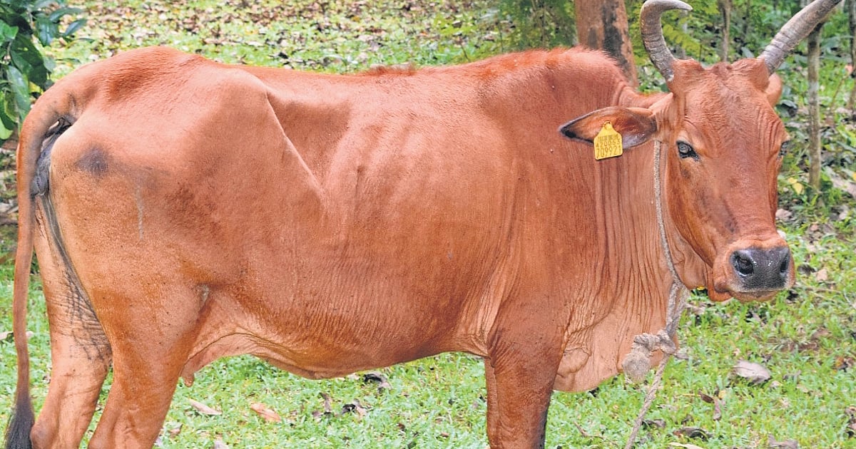 Big win! ‘Periyar Kullan’ gets national recognition as Kerala’s second indigenous cattle breed