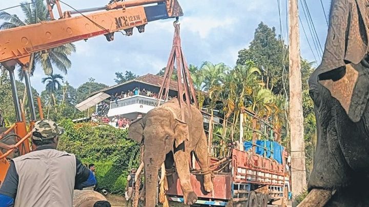Another wild elephant captured in Kodagu