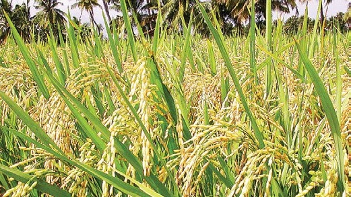 AP govt extends Paddy insurance enrolment deadline to August 31