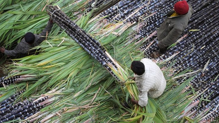 Sharper estimates, clearer planning to address sugar high