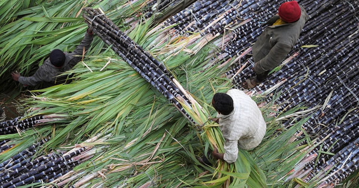 Sharper estimates, clearer planning to address sugar high