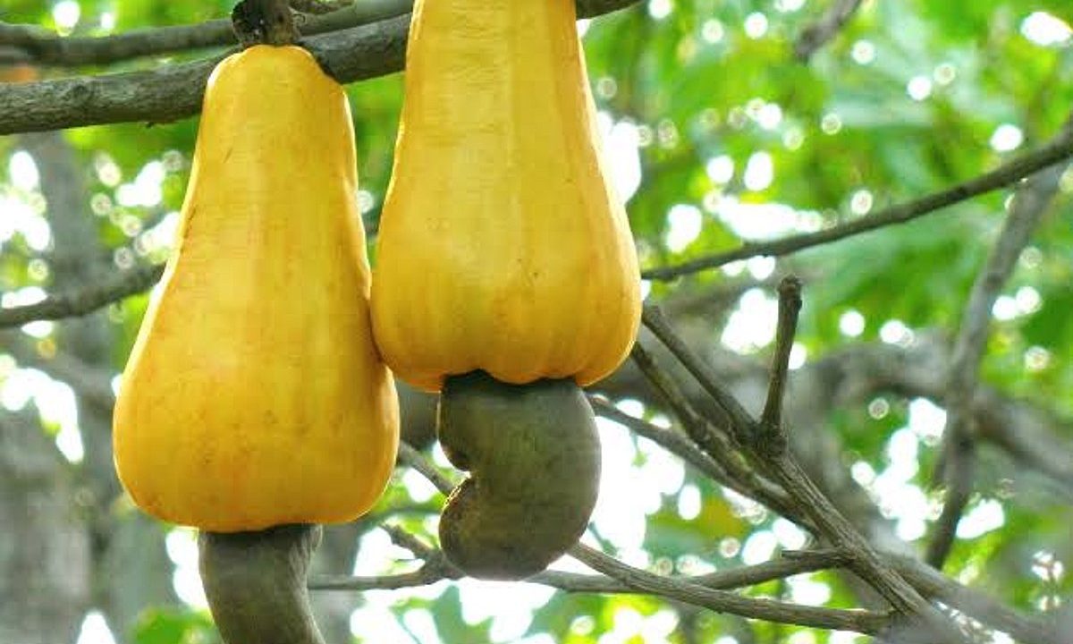From vennai to oorga, how food items acquired cultural meanings in Tamil