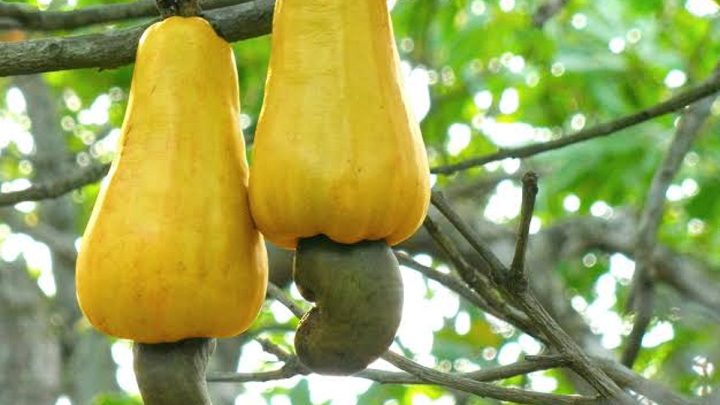 From vennai to oorga, how food items acquired cultural meanings in Tamil
