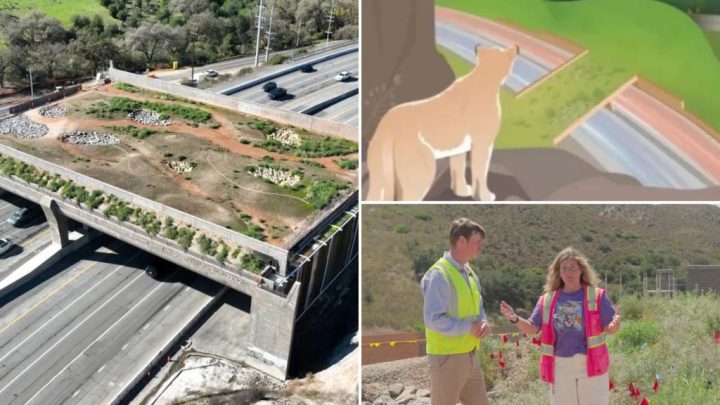 California’s $114M wildlife bridge wants $10 from humans to watch it open