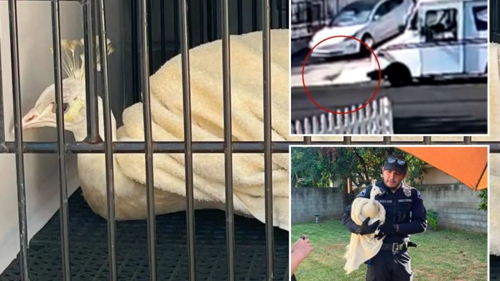 LA mailman caught attacking beloved neighborhood peacock — sparking fury from locals