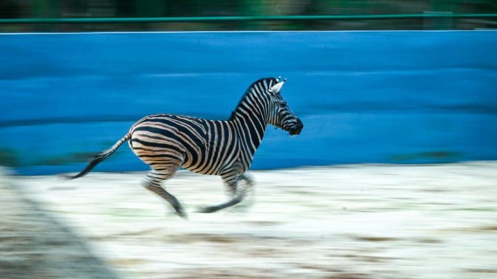 Three zebras arrive at Keralam’s Thiruvananthapuram zoo from Gujarat