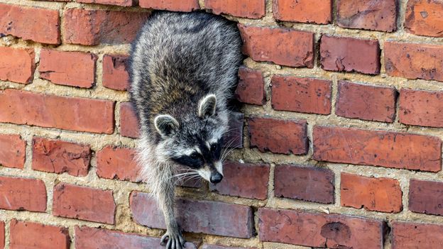 The controversial story of the North American raccoons wreaking havoc in GermanyOnce alleged to have been introduced by a Nazi commander, the true story of Germany's raccoons is divisive and often wildly misunderstood.