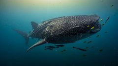 A rare baby sighting could reveal where life begins for world's largest sharksNo-one knows where whale sharks give birth. But a rare encounter with a newborn could help solve one of the oceans' biggest mysteries.