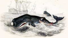 Moby Dick: The 19th-Century novel that challenged our fear of the whaleNow 175 years old, US author Herman Melville's classic is the ultimate tale of man vs whale – but in fact, it questions why humans have been so terrified of these great sea creatures.