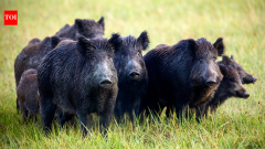 5,036 pigs removed from Santa Cruz Island, foxes rebounded from 70 to 2,100