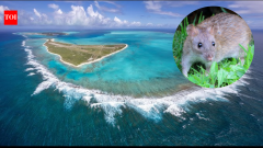 Midway Atoll eradicated invasive rats; petrels rebounded to 135,000+ pairs