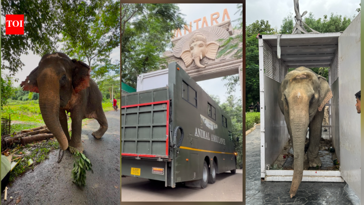 IndiaFlood-rescued elephant Joymoti airlifted to Vantara for specialised care