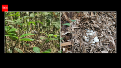 ChinaChina residents found three king cobra nests, including one guarded over 72 eggs