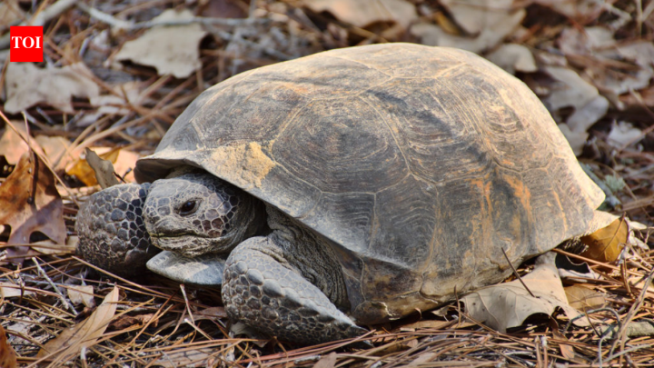 Habitat restored for gopher tortoises later became home to 500 endangered frogs