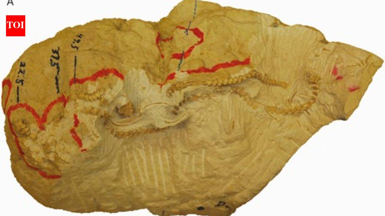 ScienceScientists discovered four snakes curled together in a burrow for 38 million years