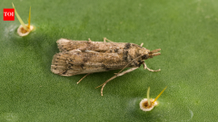 Moth released for biocontrol later became a threat to native US prickly pears
