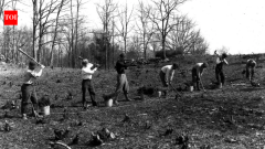 FDR expanded estate to 1,500 acres, planted 500,000 trees, then gave home to US