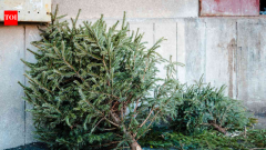 Alabama students turn old Christmas trees into Gulf Coast dune protection