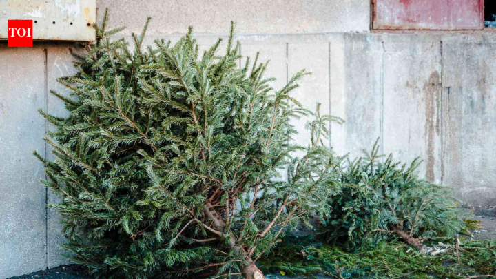 Alabama students turn old Christmas trees into Gulf Coast dune protection