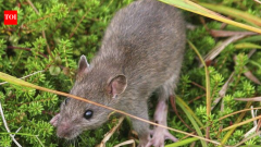 Alaska eradicated rats from Aleutian island; native birds surged within 2 years