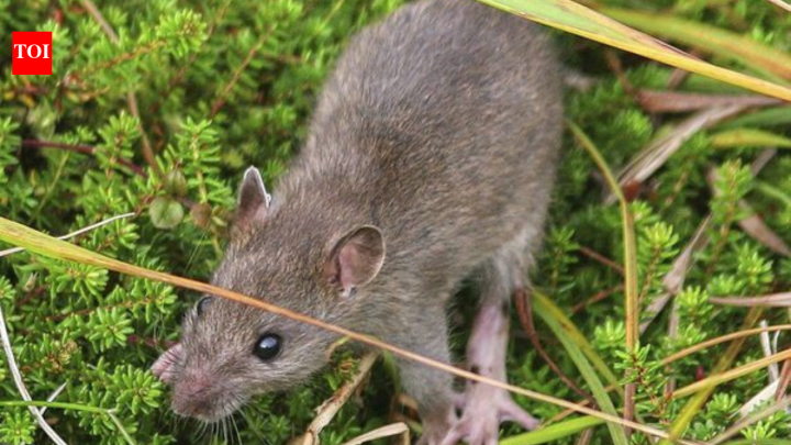 Alaska eradicated rats from Aleutian island; native birds surged within 2 years