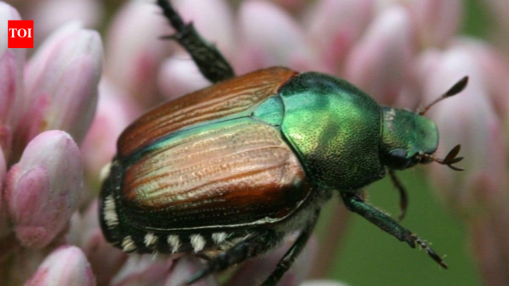 Invasive beetle wipes out black ash; scientists save species with 22,000 seeds