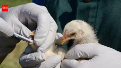 After bird flu wiped out colony in 2022, Sandwich terns return in record numbers