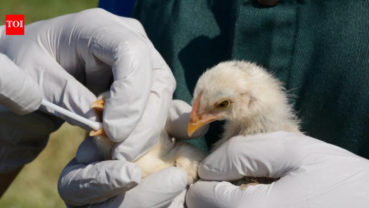After bird flu wiped out colony in 2022, Sandwich terns return in record numbers