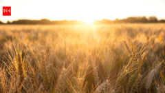 ScienceBritish barley field left in 1961 became woodland in 60 years