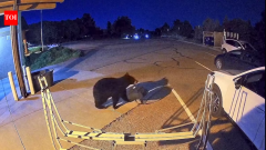 Colorado logs record 7,000+ bear sightings in 2026 as bears enter homes, towns