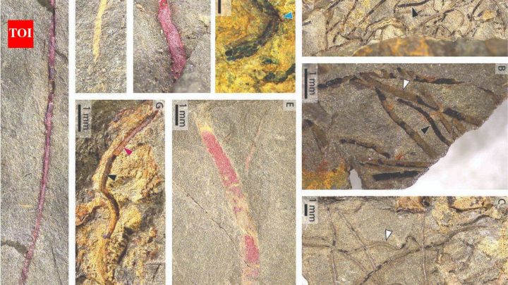 ScienceScientists discover nearly 400 fossils in France revealing life near the South Pole