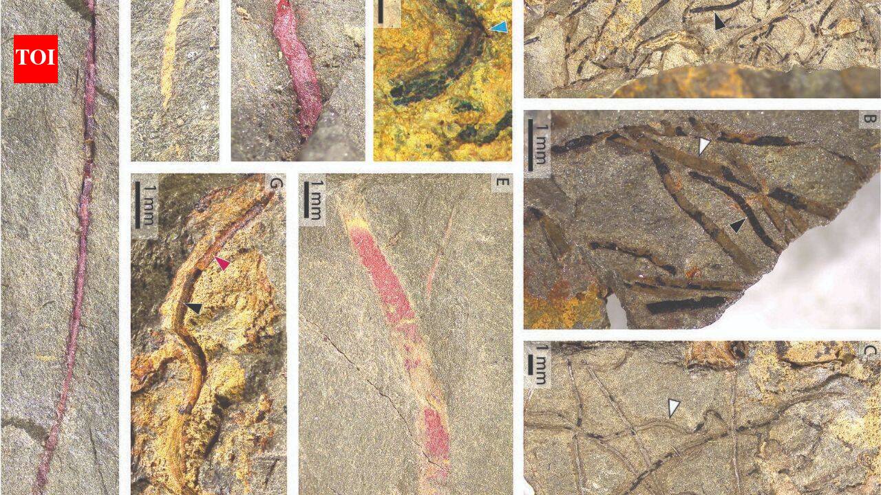 ScienceScientists discover nearly 400 fossils in France revealing life near the South Pole
